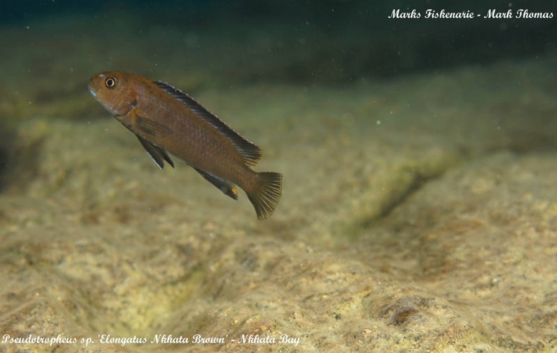 Chindongo sp. 'elongatus nkhata brown' Nkhata Bay